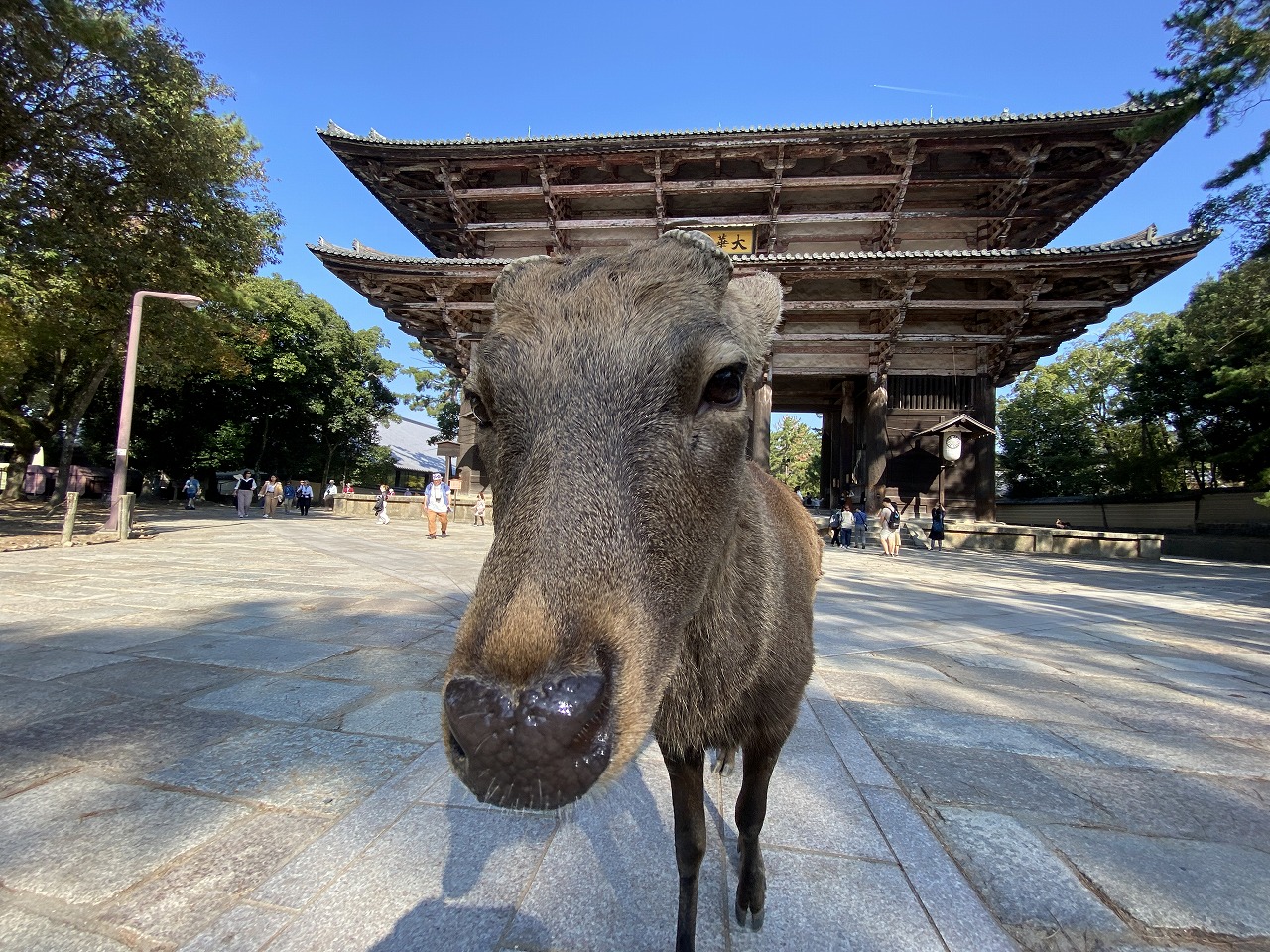 奈良の街を散策。鹿と金魚とすき焼きと。